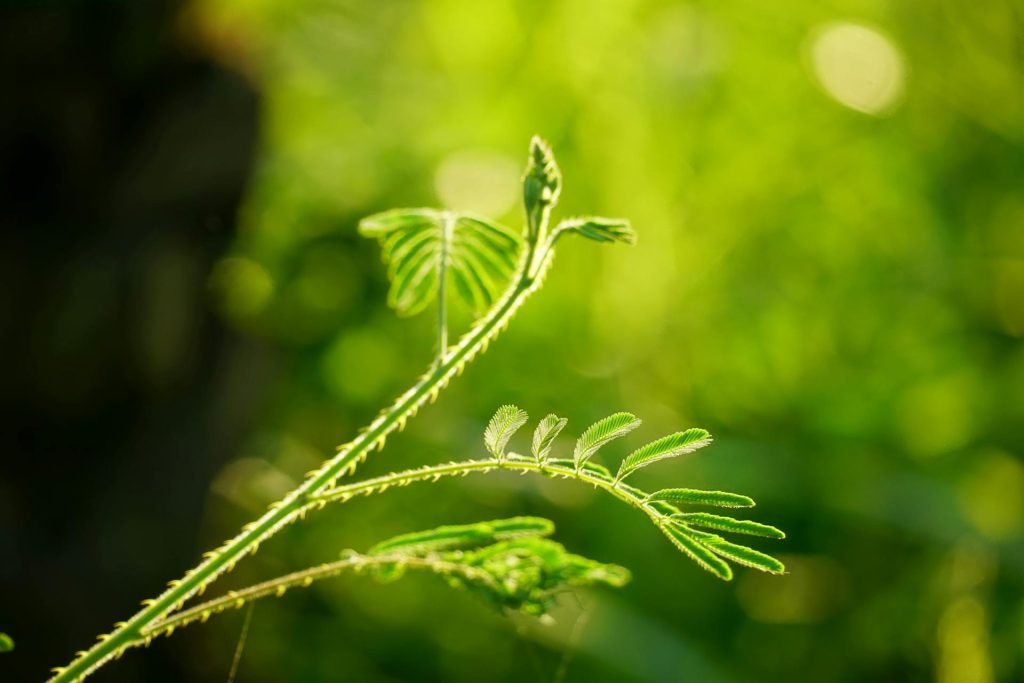 pexels-duy-le-duc-1257907900-25261314
